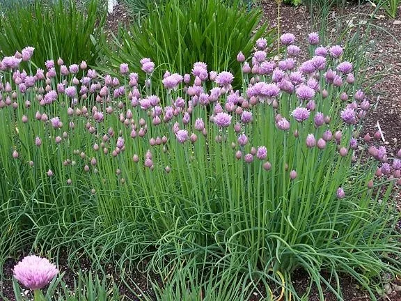 Allium schoenoprasum