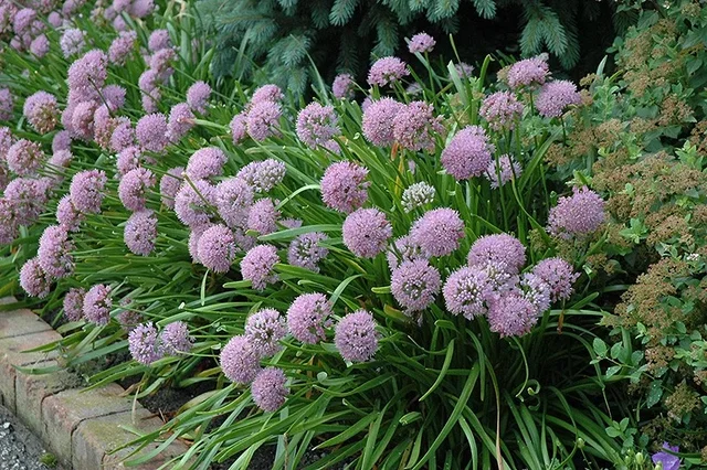Allium senescens