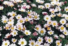 Anacyclus pyrethrum depressus Anacyclus pyrethrum depressus