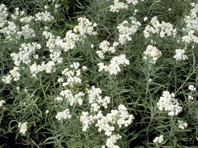 Anaphalis margaritacea