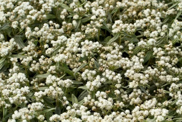 Anaphalis triplinervis 'Sommerschnee'