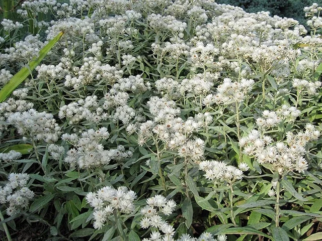 Anaphalis triplinervis