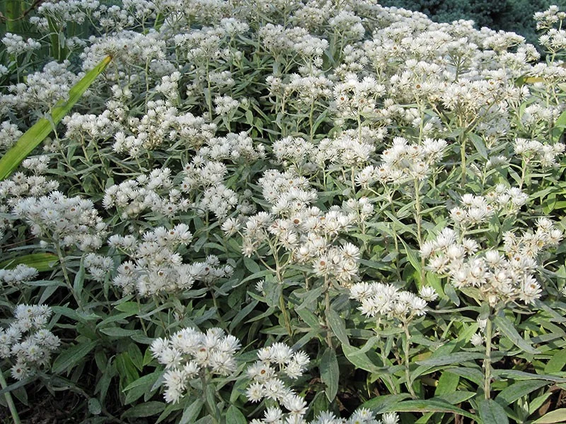 Anaphalis triplinervis