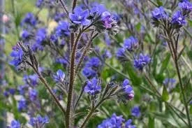 Anchusa azurea 'Loddon Royalist' Anchusa azurea 'Loddon Royalist'