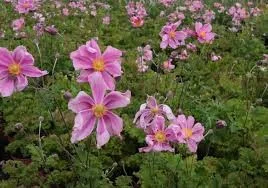 Anemone 'Crispa'