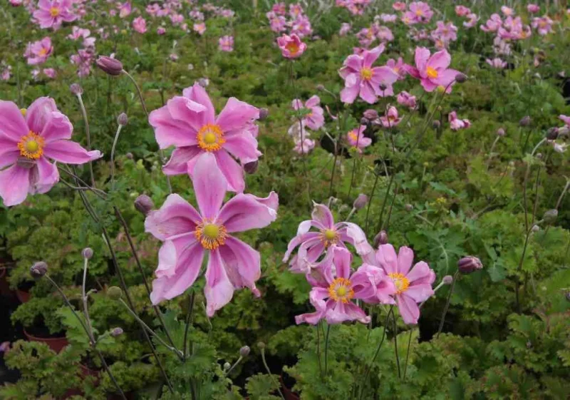 Anemone 'Crispa'