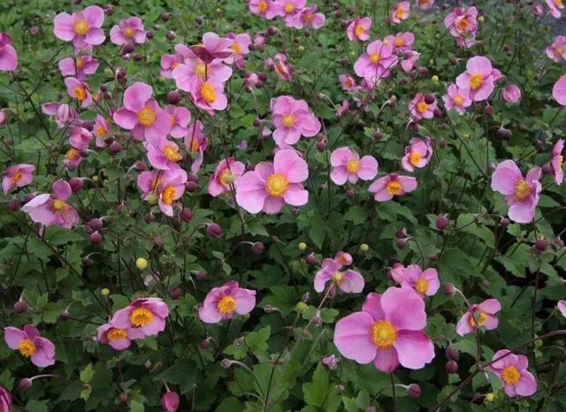 Anemone hupehensis 'Praecox'