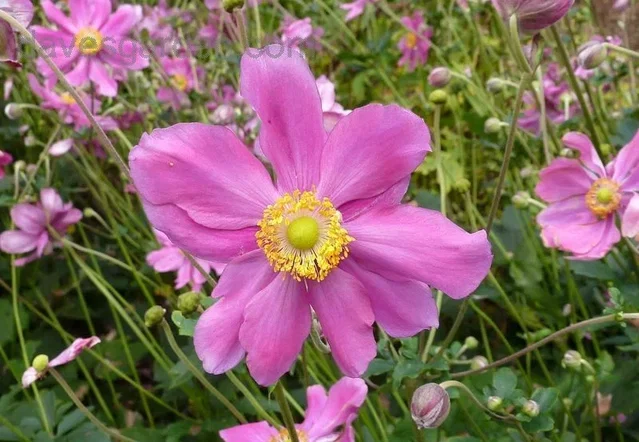 Anemone hupehensis 'Prinz Heinrich'