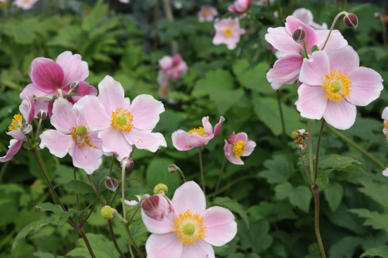 Anemone hupehensis 'September Charm'