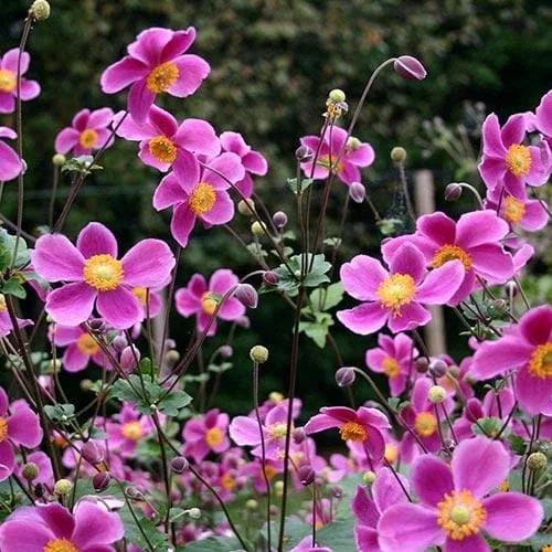 Anemone hupehensis 'Splendens'