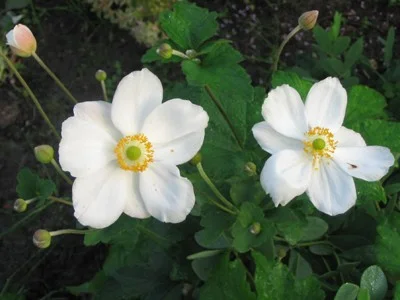 Anemone hyb. 'Honorine Jobert'