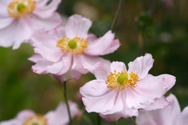Anemone hyb. 'Königin Charlotte'