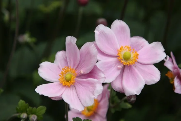 Anemone hybr. 'Mont-rose'