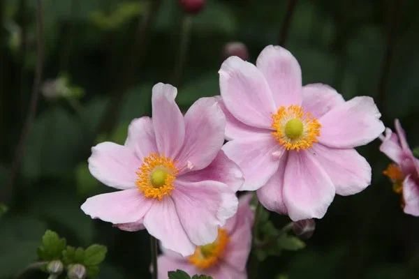 Anemone hybr. 'Mont-rose'