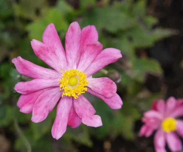 Anemone hyb. 'Rotkäppchen'