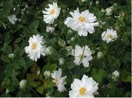 Anemone hybr. 'Whirlwind'