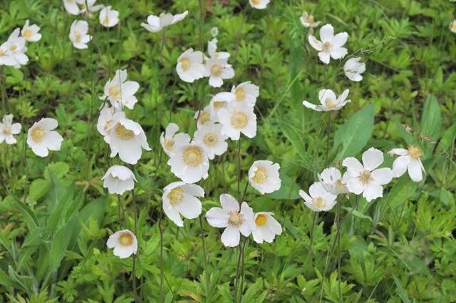 Anemone sylvestris