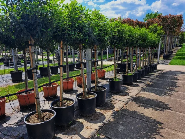 Prunus Lusitanica Halbstamm (Portugiesische Lorbeerbaum)