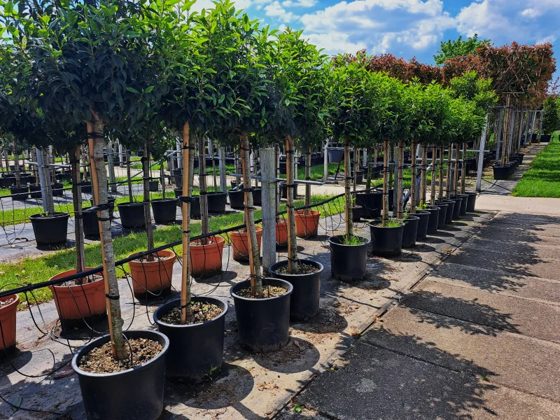 Prunus Lusitanica halfstam (Portugese Laurier)