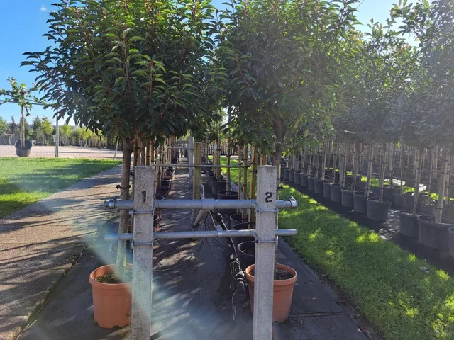 Prunus Lusitanica Halbstamm (Portugiesische Lorbeerbaum)