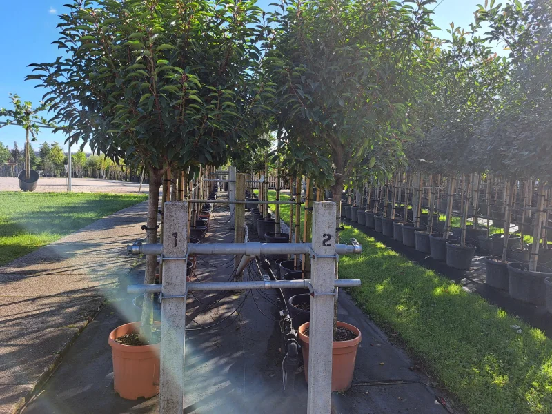 Prunus Lusitanica halfstam (Portugese Laurier)