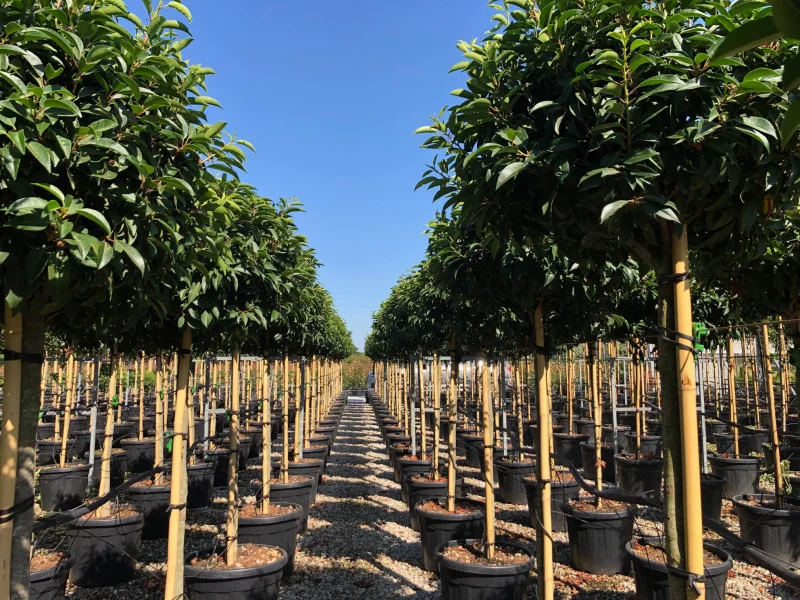 Prunus Lusitanica halfstam (Portugese Laurier)-3