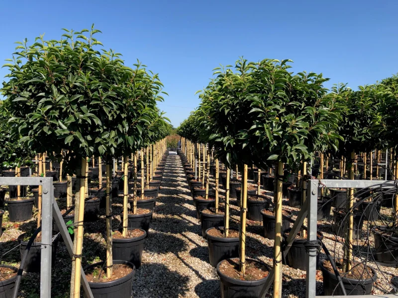 Prunus Lusitanica halfstam (Portugese Laurier)-4