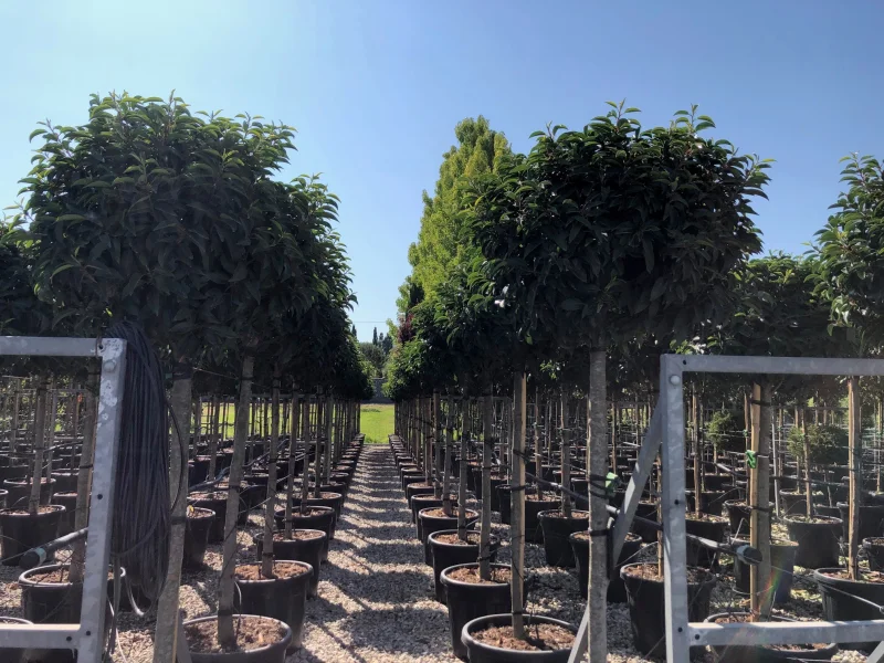 Prunus Lusitanica halfstam (Portugese Laurier)-5