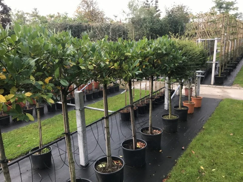 Prunus Laurier Mano Halfstam (Laurierkers)