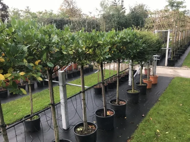 Prunus Laurier Mano Halbstamm (Kirschlorbeer) Prunus Laurier Mano Halbstamm (Kirschlorbeer)