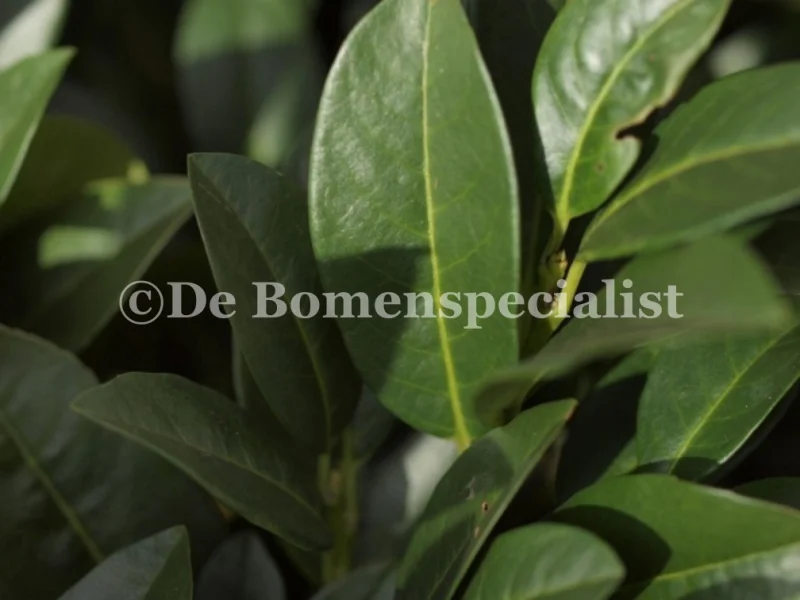 Prunus Laurier Mano Halfstam (Laurierkers)-2