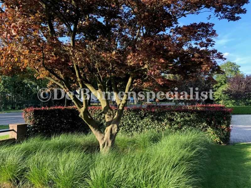 Acer Palmatum Atropurpureum Meerstammig (Japanse Esdoorn)-3