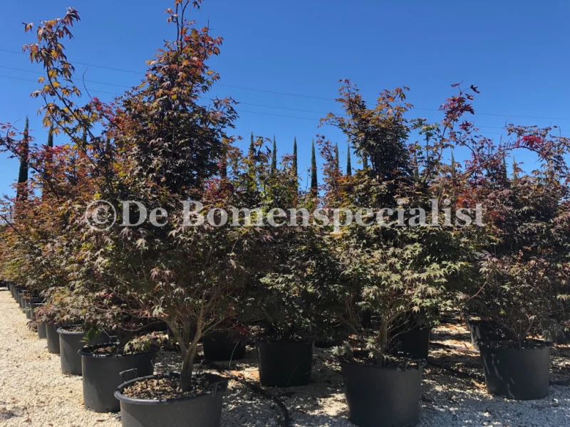 Acer Palmatum Atropurpureum Meerstammig (Japanse Esdoorn)-4
