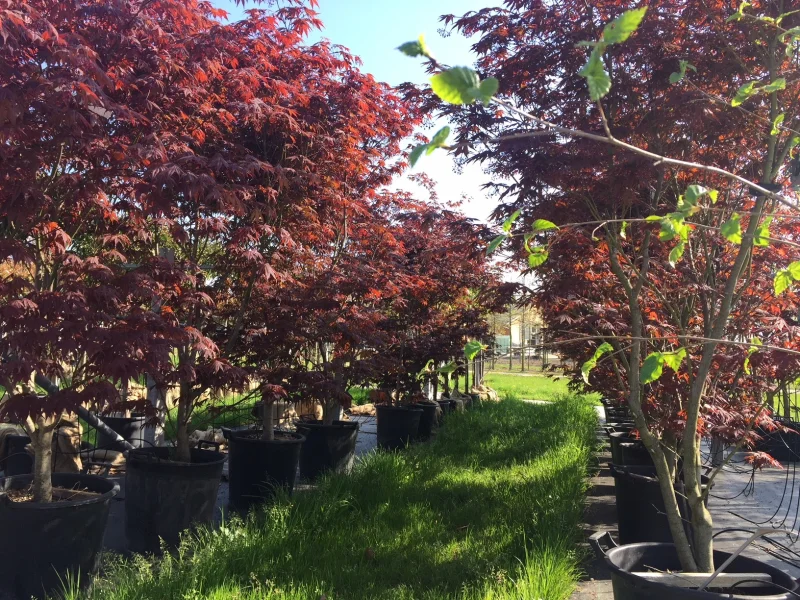 Acer Palmatum Atropurpureum Meerstammig (Japanse Esdoorn)-5