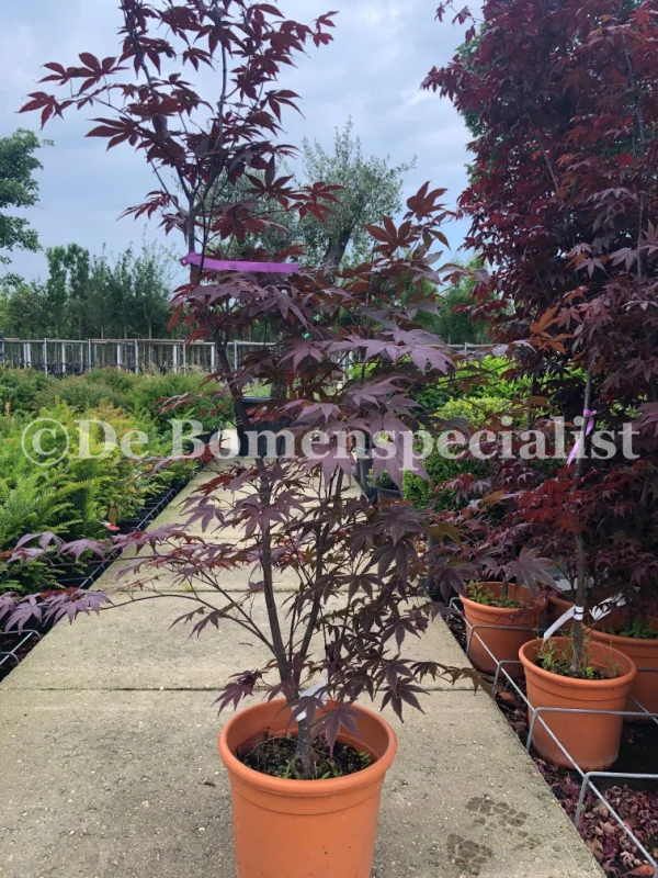 Acer Palmatum Atropurpureum Meerstammig (Japanse Esdoorn)-6