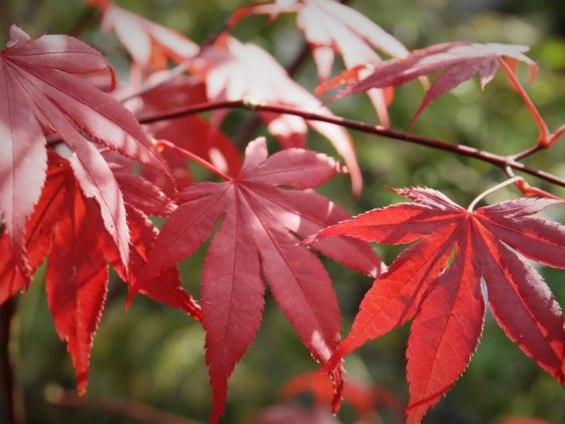 Acer Palmatum Atropurpureum Meerstammig (Japanse Esdoorn)-8