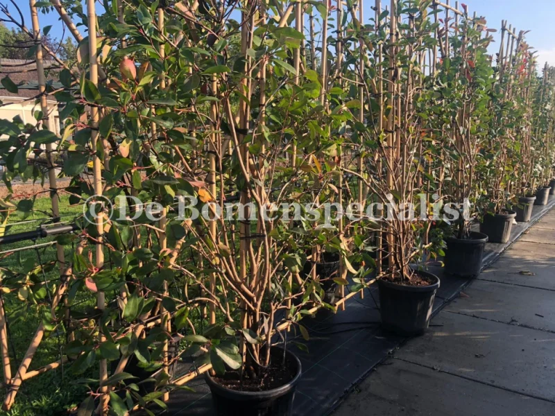 Photinia fraseri Red Robin Haagelement (Leiglansmispel)-1