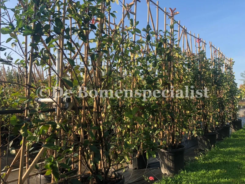Photinia fraseri Red Robin Haagelement (Leiglansmispel)-2