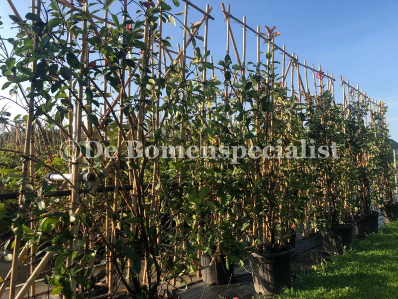 Photinia fraseri Red Robin Haagelement (Leiglansmispel)-3