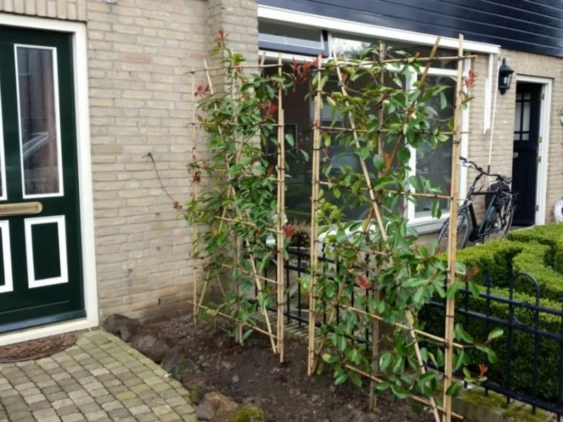 Photinia fraseri Red Robin Haagelement (Leiglansmispel)-4
