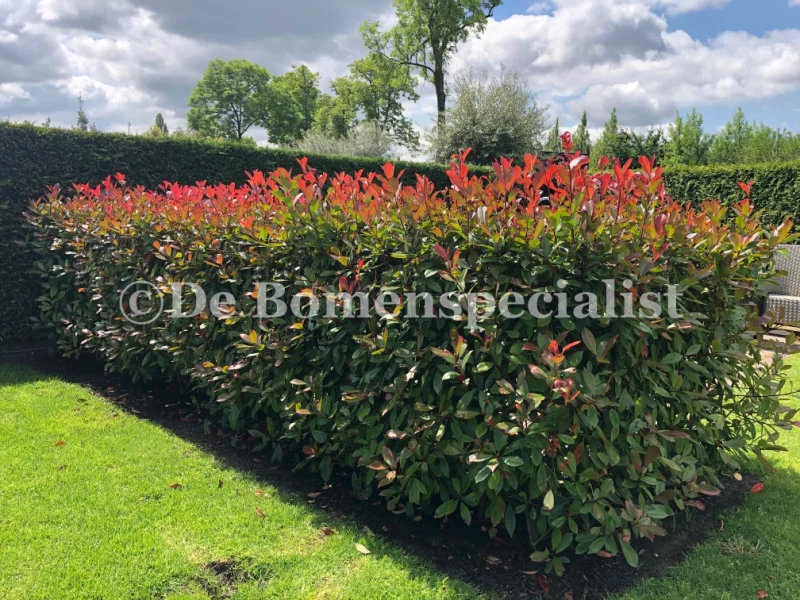 Photinia fraseri Red Robin Haagelement (Leiglansmispel)-6