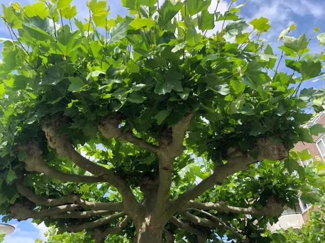 Platanus hispanica mehrjährige Dachform (Ahornblättrige Platane)