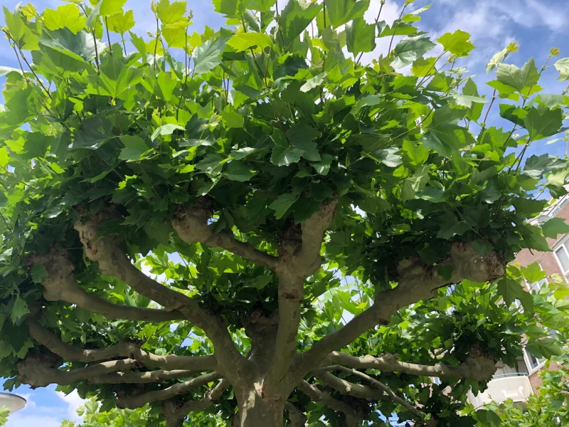 Dakplataan meerderjarige dakvorm (Platanus Hispanica)