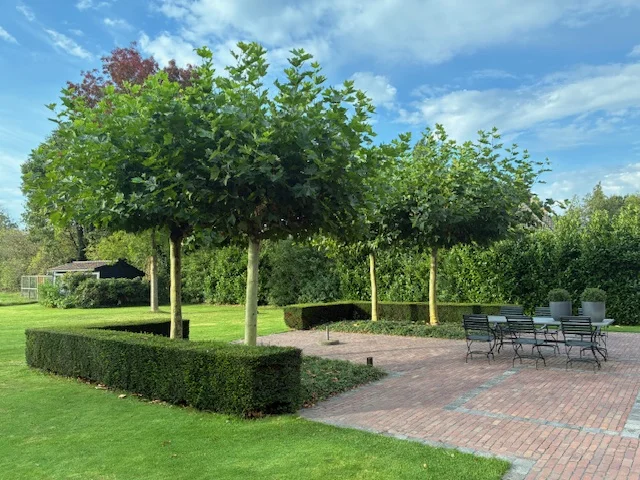 Dakplataan meerderjarige dakvorm (Platanus Hispanica)-2