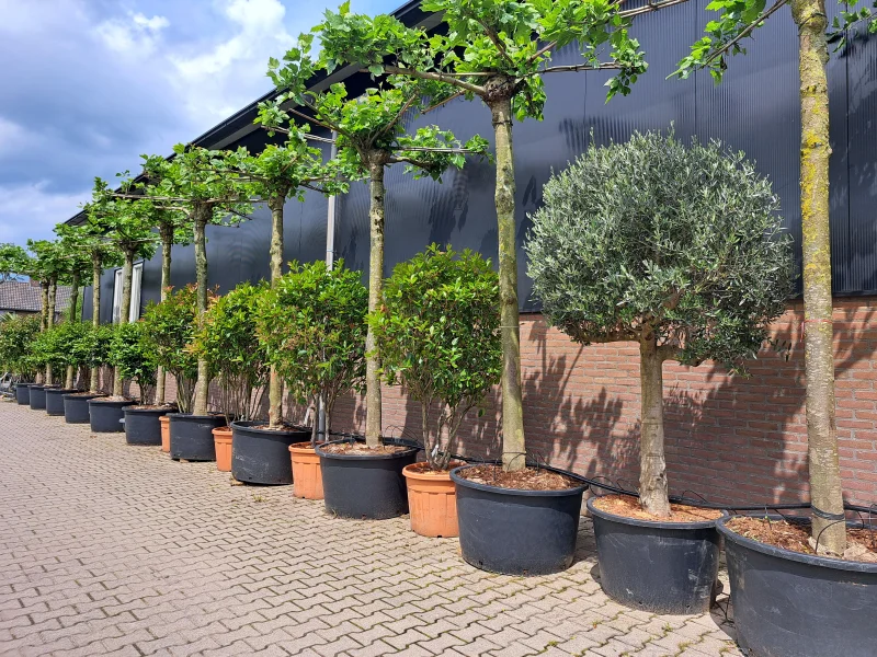 Dakplataan meerderjarige dakvorm (Platanus Hispanica)-5