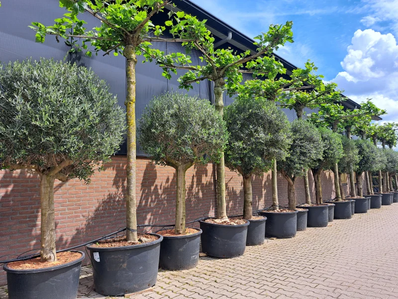 Dakplataan meerderjarige dakvorm (Platanus Hispanica)-6