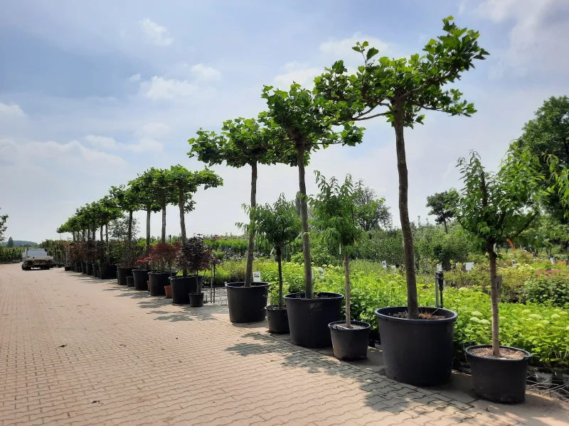 Dakplataan meerderjarige dakvorm (Platanus Hispanica)-8