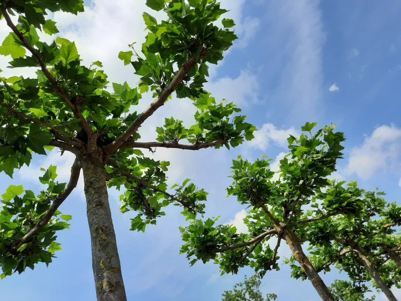 Dakplataan meerderjarige dakvorm (Platanus Hispanica)-9