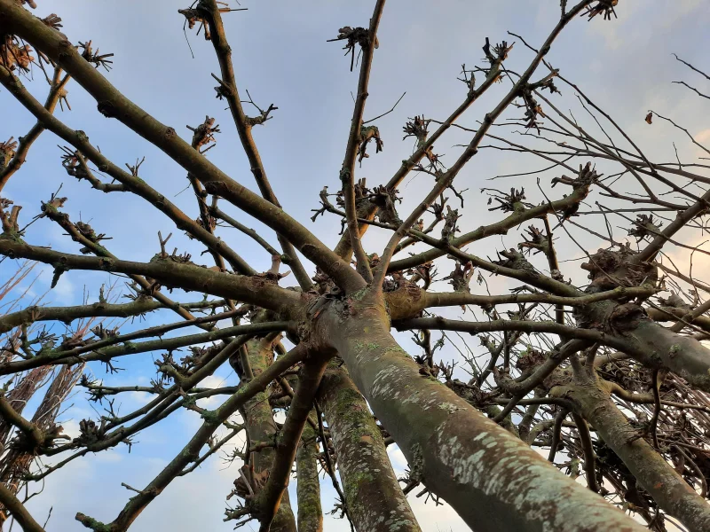 Dakplataan meerderjarige dakvorm (Platanus Hispanica)-10