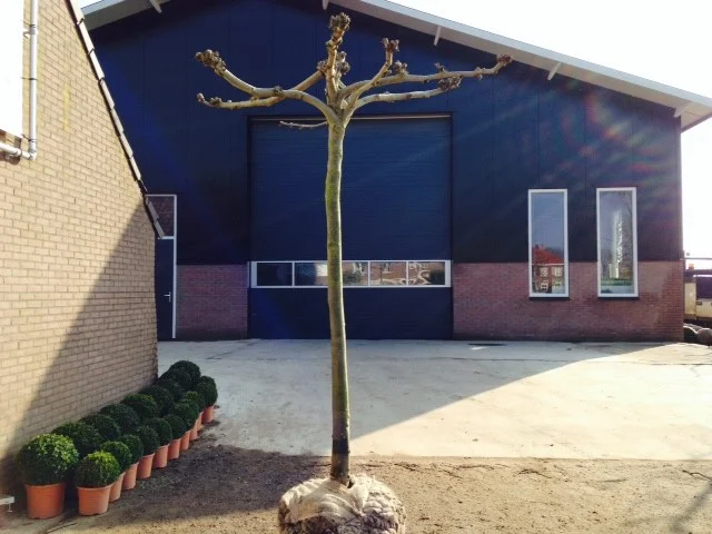 Dakplataan meerderjarige dakvorm (Platanus Hispanica)-11